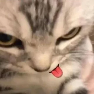 Sticker from abila such a spoiled kitty 🥺