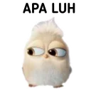 🐤 emoji Burung Dexcil by Sae🐻 Telegram sticker 14 of 25