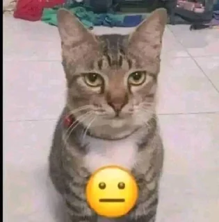 😐 emoji Punya @luvksyy Telegram sticker 2 of 92
