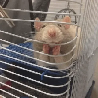 😀 emoji rato meme Telegram sticker 8 of 15