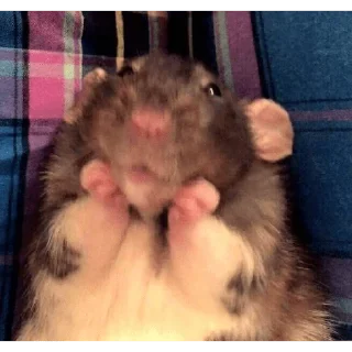 😀 emoji rato meme Telegram sticker 3 of 15