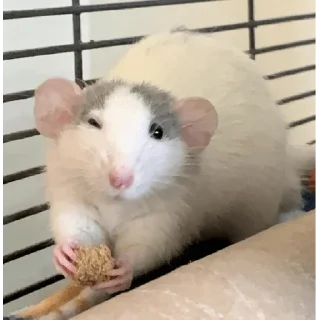 😀 emoji rato meme Telegram sticker 10 of 15