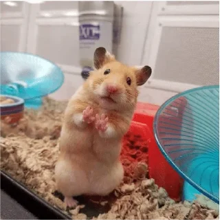 😀 emoji rato meme Telegram sticker 13 of 15