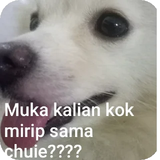 Sticker from Chuieee stikerrrr
