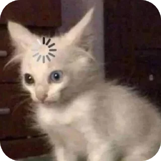 🐱 emoji ┃恶 𝗝𝗜𝗠𝟲𝗡 {𝟬𝟳} favourite Telegram sticker 5 of 21