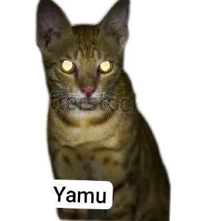 🐱 emoji Leo food Telegram sticker 4 of 77