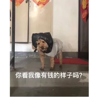 🤣 emoji 橘子家水果 @juzijia Telegram sticker 17 of 89