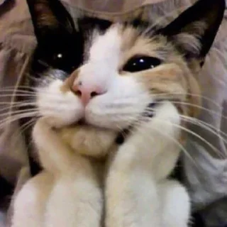 😸 emoji @xixicui_bot 的自用貼圖 (1) Telegram sticker 5 of 120