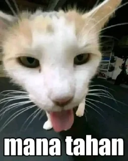 🥵 emoji Punya @YuMiErere y kontol Telegram sticker 15 of 19
