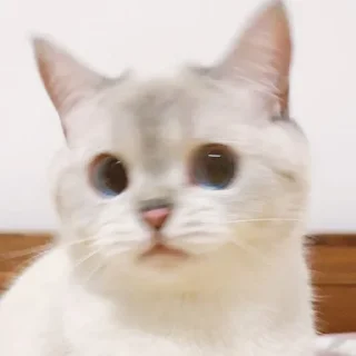 💗 emoji Kucing Telegram sticker 10 of 20