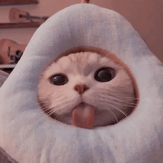 💗 emoji Kucing Telegram sticker 15 of 20