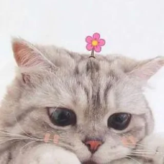 💗 emoji Kucing Telegram sticker 18 of 20