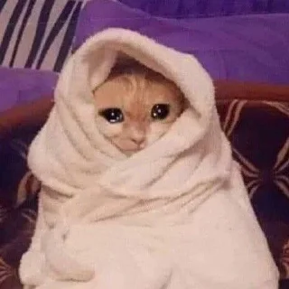 🥺 emoji Kucing Telegram sticker 5 of 10
