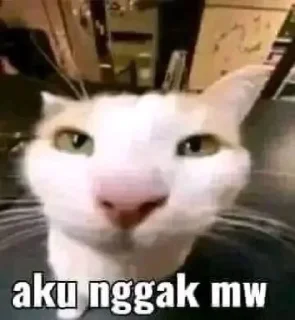 😐 emoji Punya @YuMiErere y kontol Telegram sticker 19 of 19