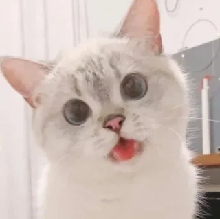 💗 emoji Kucing Telegram sticker 11 of 20