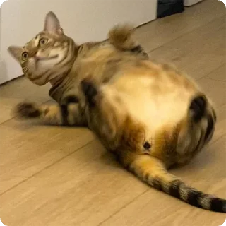 😾 emoji 貓癡合集 Telegram sticker 24 of 88