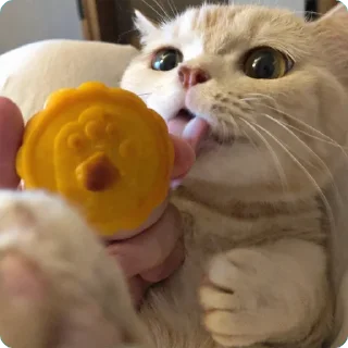 🐱 emoji 貓癡合集 Telegram sticker 16 of 88