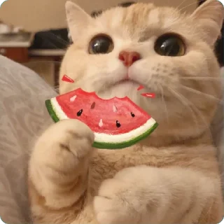 🐱 emoji 貓癡合集 Telegram sticker 14 of 88