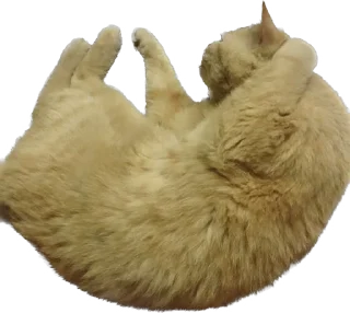 😴 emoji 臭貓 Telegram sticker 19 of 83