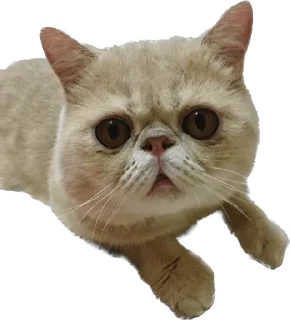 🥺 emoji 臭貓 Telegram sticker 21 of 83