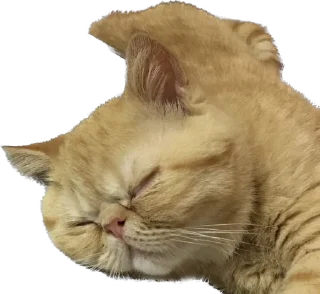 👼 emoji 臭貓 Telegram sticker 9 of 83