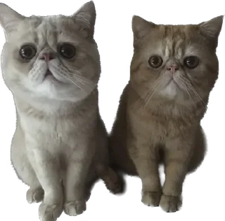 😍 emoji 臭貓 Telegram sticker 14 of 83