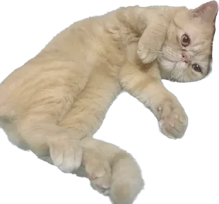 🤗 emoji 臭貓 Telegram sticker 20 of 83
