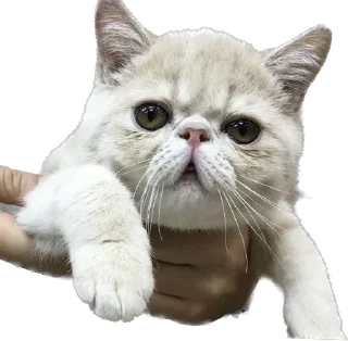 😮 emoji 臭貓 Telegram sticker 10 of 83