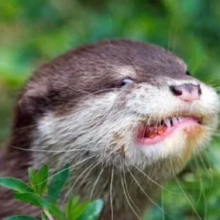Sticker from otter