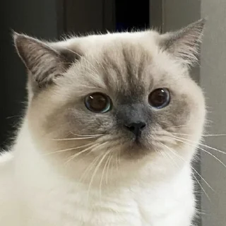 😘 emoji 黑糖小猫咪 Telegram sticker 4 of 40