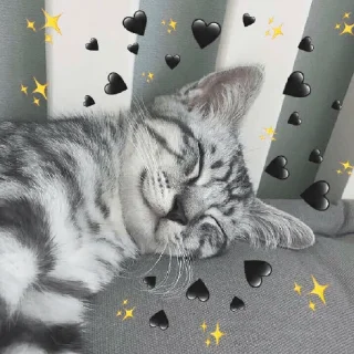 😀 emoji Cat World Domination Telegram sticker 23 of 30