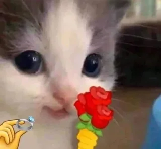 😍 emoji abila such a spoiled kitty 🥺 Telegram sticker 18 of 25