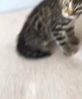 🌟 emoji ᴄᴇʟɪʙᴏʏ.'s video pack by @prinzeugen_robot Telegram sticker 15 of 50