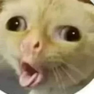 🤪 emoji StfU Nigga Telegram sticker 23 of 59