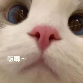 🐱 emoji 猫猫 更多表情👉 @emo315 Telegram sticker 21 of 91