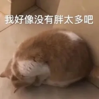 🐱 emoji 猫猫 更多表情👉 @emo315 Telegram sticker 17 of 91