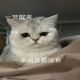 🐱 emoji 猫猫 更多表情👉 @emo315 Telegram sticker 24 of 91