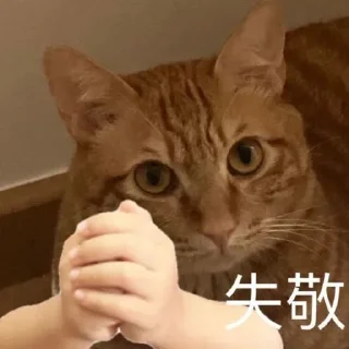 🐱 emoji 猫猫 更多表情👉 @emo315 Telegram sticker 15 of 91