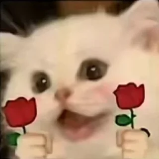 Sticker from 猫猫 更多表情👉 @emo315
