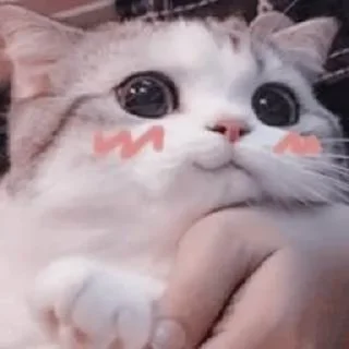 😽 emoji 𝐉𝐢𝐚’𝐬 𝐏𝐚𝐜𝐤💗⨾ @Bubblyhoneh ⋆˙ Telegram sticker 23 of 76