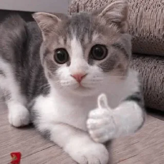 👍 emoji 𝐉𝐢𝐚’𝐬 𝐏𝐚𝐜𝐤💗⨾ @Bubblyhoneh ⋆˙ Telegram sticker 3 of 76