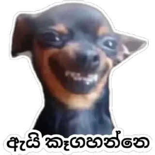 Sticker from Tempary pac