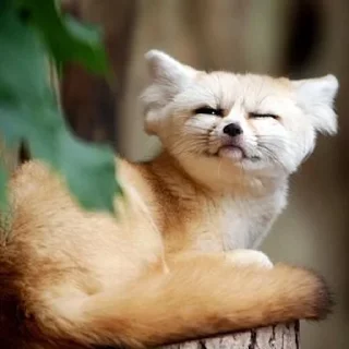 Sticker from Fennec Fox