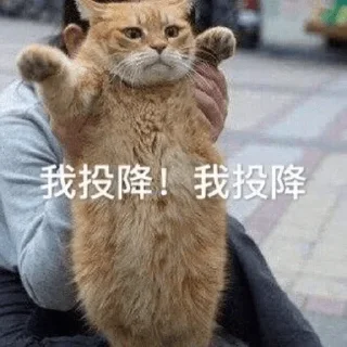 ❤️ emoji 小猫咪    @xiaoyuzaicc Telegram sticker 17 of 120