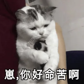 ❤️ emoji 小猫咪    @xiaoyuzaicc Telegram sticker 5 of 120