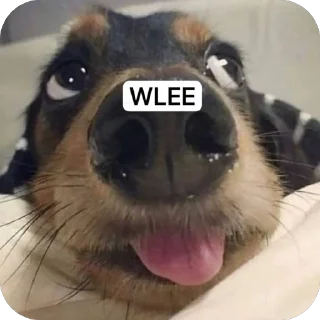 Sticker from anjing