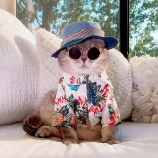 😎 emoji Better Cats @AnimeOcean_Gifs Telegram sticker 20 of 52