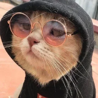 😎 emoji Better Cats @AnimeOcean_Gifs Telegram sticker 21 of 52