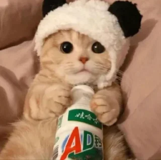 😄 emoji Better Cats @AnimeOcean_Gifs Telegram sticker 14 of 52