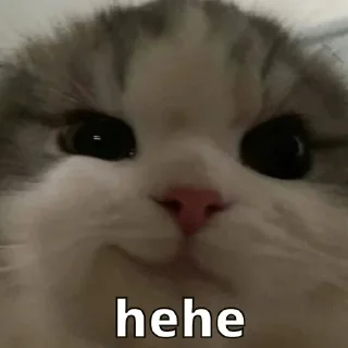 Sticker from Cat